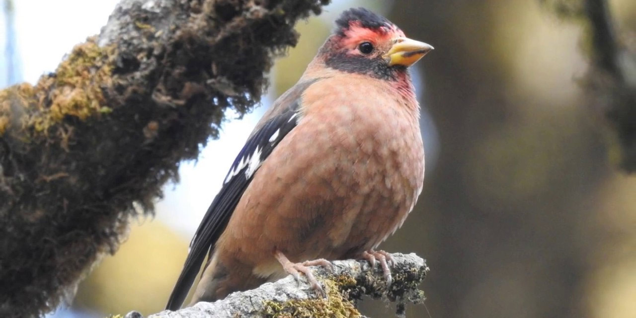 Naina Devi Bird Reserve, Nainital Top Places to Visit