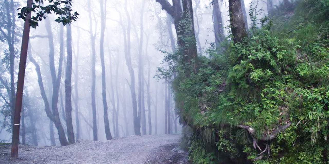 Kilbury Bird Sanctuary, Nainital