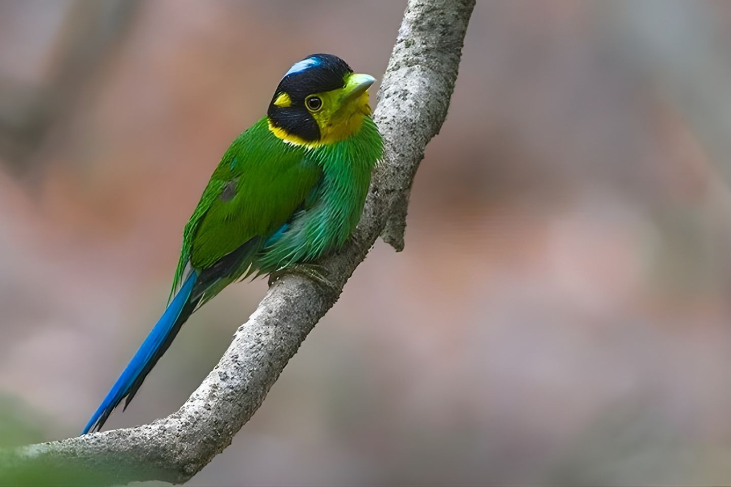 Naina Devi Bird Reserve Nainital