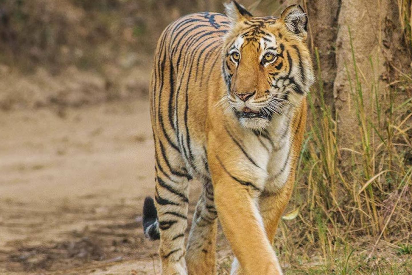 Sonanadi Wildlife Sanctuary Nainital 